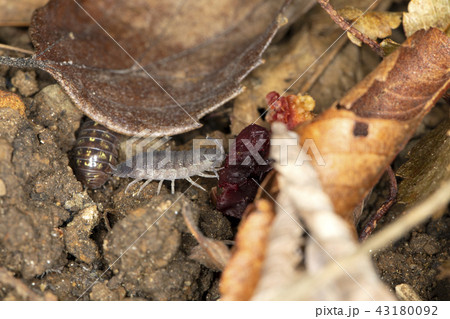 ワラジムシ ワラジムシ 43180092