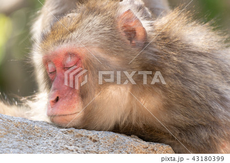 眠りに落ちる猿 43180399