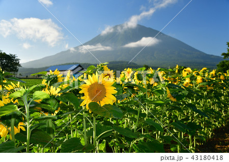 北海道倶知安町のひまわりと羊蹄山(蝦夷富士)の朝の風景を撮影 北海道倶知安町のひまわりと羊蹄山(蝦夷富士)の朝の風景を撮影 43180418