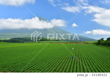 北海道真狩村の大豆畑と羊蹄山（蝦夷富士）の盛夏の風景を撮影 43180422