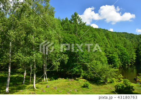 奥蓼科高原　御射鹿池 43180763