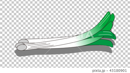 長ネギのイラストのイラスト素材