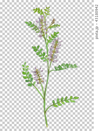 Glycyrrhiza uralensis licorice Glycyrrhiza uralensis licorice 43180942