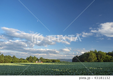 高原野菜 43181132
