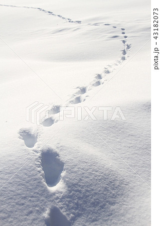 雪原に動物キツネの足跡 雪国の自然風景の写真素材