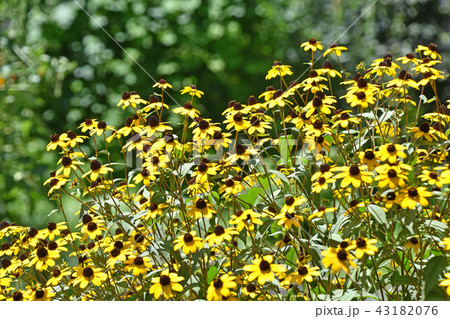 ルドベキア・タカオ 43182076