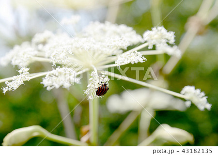 アカスジカメムシ アカスジカメムシ 43182135