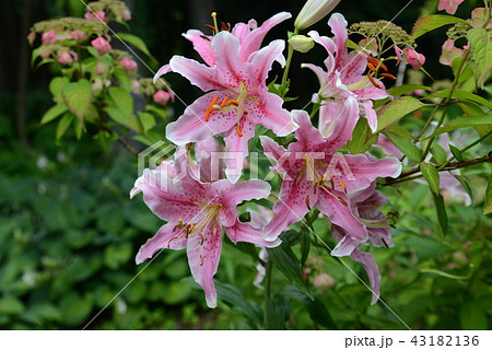 カノコユリ 43182136