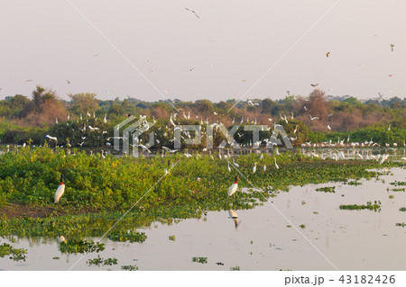 Beautiful Pantanal landscape,South America, Brazil Beautiful Pantanal landscape,South America, Brazil 43182426