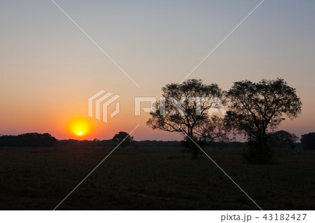 Sunrise from Pantanal, Brazil Sunrise from Pantanal, Brazil 43182427