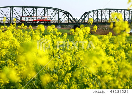 揖斐川の菜の花と樽見鉄道 揖斐川の菜の花と樽見鉄道 43182522