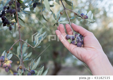 Hand holding a branch of ripe olives 43182535
