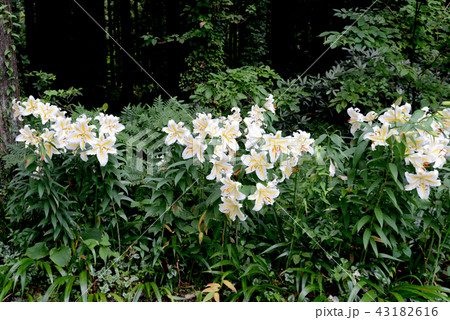 ヤマユリ ヤマユリ 43182616