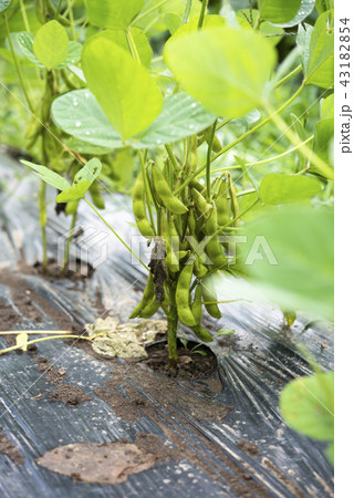 家庭菜園（枝豆） 43182854