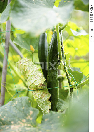 家庭菜園(キュウリ) 家庭菜園(キュウリ) 43182868