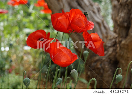 赤いポピーの花の写真素材