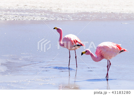 Laguna Hedionda flamingos, Bolivia 43183280