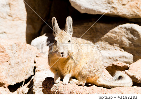 Southern viscacha close up,Bolivia Southern viscacha close up,Bolivia 43183283