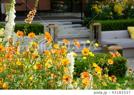 黄色い花の庭 43183337