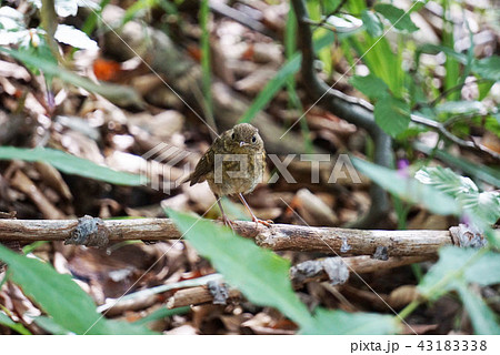 クロアチアの野鳥 43183338