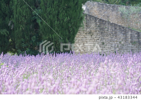 南仏のラヴェンダー 南仏のラヴェンダー 43183344