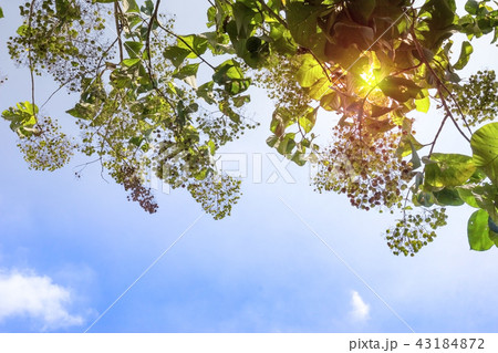 leaves of teak or Tectona grandis tree leaves of teak or Tectona grandis tree 43184872