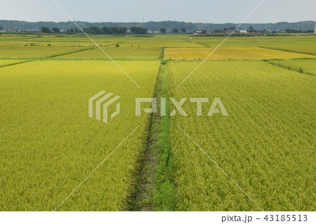 夏・実りの田んぼ 夏・実りの田んぼ 43185513