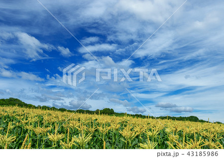 【青森県弘前市岩木山麓】岩木山麓は嶽きみの花が満開 【青森県弘前市岩木山麓】岩木山麓は嶽きみの花が満開 43185986