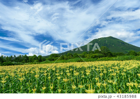 【青森県弘前市岩木山麓】岩木山麓は嶽きみの花が満開 【青森県弘前市岩木山麓】岩木山麓は嶽きみの花が満開 43185988