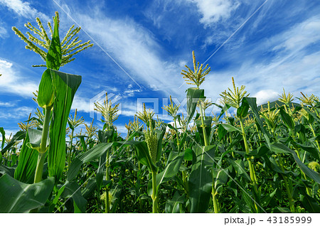 【青森県弘前市岩木山麓】嶽きみの花が満開 43185999