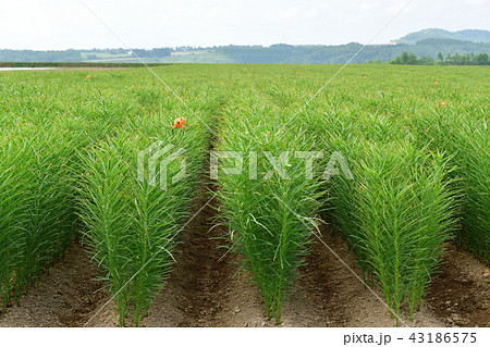 北海道真狩村のユリ根畑の盛夏の風景を撮影 北海道真狩村のユリ根畑の盛夏の風景を撮影 43186575