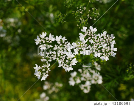 コエンドロ２ 43186692