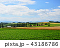 夏・富良野の大地 43186786