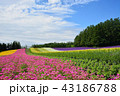 ファーム富田・彩りの畑 43186788