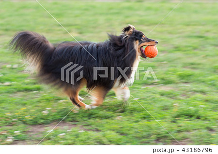 Black sheltie playing with ball on green grass Black sheltie playing with ball on green grass 43186796
