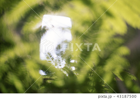 爽やかな夏の葉っぱ 43187500