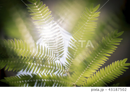 日差しで透けた葉っぱ 43187502