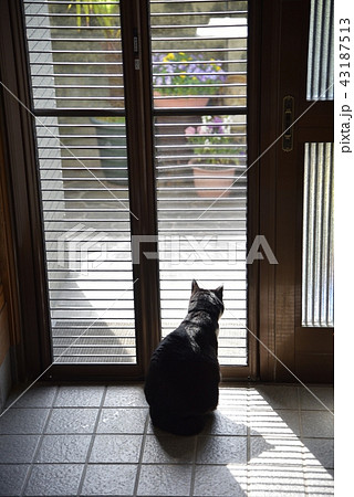 お留守番 主人の帰りを待つ猫の写真素材
