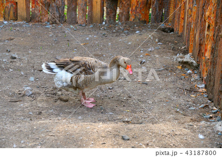 Geese on the farm Geese on the farm 43187800