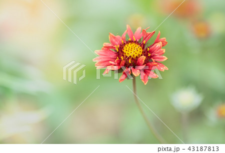 ガイラルディア 43187813