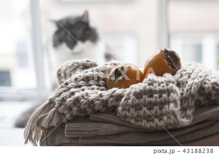 Home cat on the window, a lot of winter warm clothes, scarf and fruit autumn. Cozy atmosphere and Home cat on the window, a lot of winter warm clothes, scarf and fruit autumn. Cozy atmosphere and 43188238