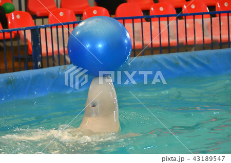 Belukha type of toothed whales 43189547