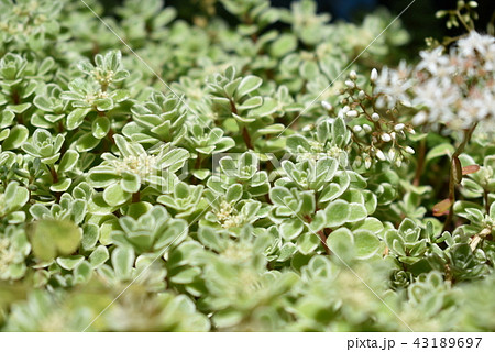 多肉植物 セダム マキノイ バリエガータ かわいい（2）の写真素材 [43189697] - PIXTA