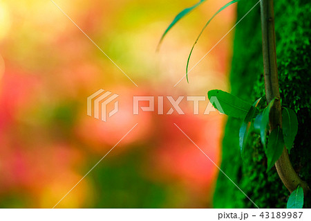 花物語　早秋の彼岸花 43189987