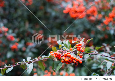 red berries of pyracantha coccinea in autumn 43190870