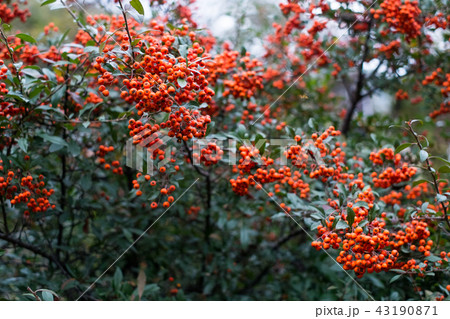 red berries of pyracantha coccinea in summer 43190871