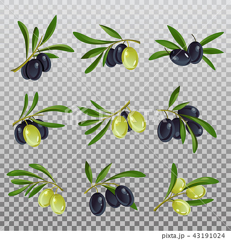 Isolated olive branch with ripe and raw berries with bleaks. 43191024
