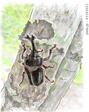 カブト虫 43191051
