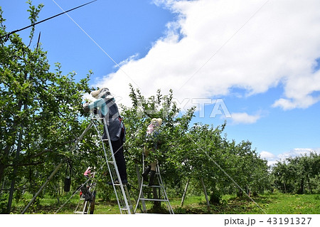 リンゴの摘果作業 43191327
