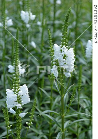 Obedient plant Summer Snow 43191392